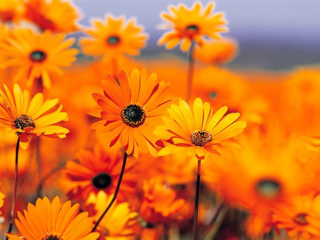 The Sunflower Cafe
