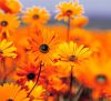 The Sunflower Cafe