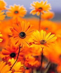 The Sunflower Cafe
