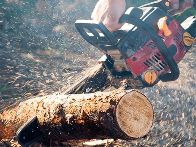 CRW Tree Surgery