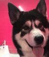 Cathy’s K-9 Cut’s