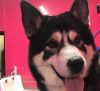 Cathy’s K-9 Cut’s
